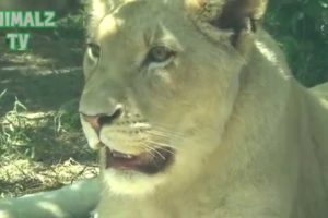 White Lions Family In Tbilisi Zoo - Awesome Animals