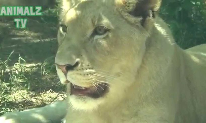 White Lions Family In Tbilisi Zoo - Awesome Animals