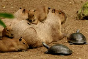 Why Do Animals Like Capybaras (Most Lovable Critter) So Much ?