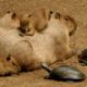 Why Do Animals Like Capybaras (Most Lovable Critter) So Much ?