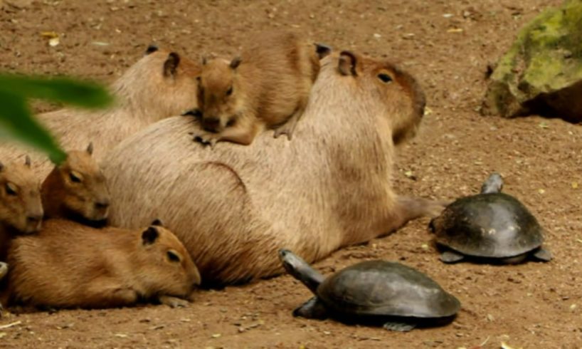 Why Do Animals Like Capybaras (Most Lovable Critter) So Much ?