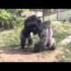 Wild Animal Fights  Lion , gorilla , Buffalo , Zebra , king cobra