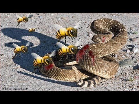 Wild Animal Fights - Python vs Bat - Snake vs Ant and Bee