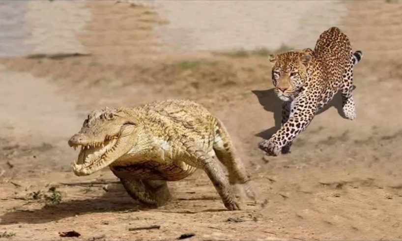 Wild Discovery Animals - Craziest Animal Fights Caught On Camera! Animals Documentary 2018