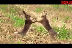 Wild Rabbits FIGHT!