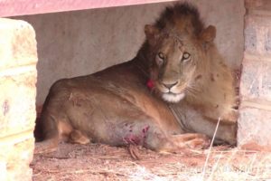 Wildlife Medics - Lion Rescue - Kenya