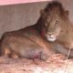 Wildlife Medics - Lion Rescue - Kenya