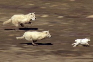 Wolf Pack Hunts A Hare | The Hunt | BBC Earth