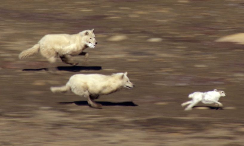 Wolf Pack Hunts A Hare | The Hunt | BBC Earth