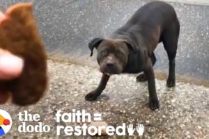 Woman Tries to Rescue a Stray Pittie Every Day for 3 Weeks | The Dodo Faith = Restored