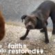Woman Tries to Rescue a Stray Pittie Every Day for 3 Weeks | The Dodo Faith = Restored