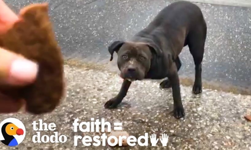 Woman Tries to Rescue a Stray Pittie Every Day for 3 Weeks | The Dodo Faith = Restored