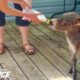 World's Tiniest Donkey Loves Pranking His Mom - TINY TIM | The Dodo Little But Fierce