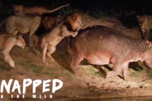 Wounded Hippo Fights Off FIVE Lions | SNAPPED IN THE WILD