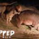 Wounded Hippo Fights Off FIVE Lions | SNAPPED IN THE WILD