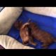 Yawns Are Contagious/ Cutest Puppies Ever!