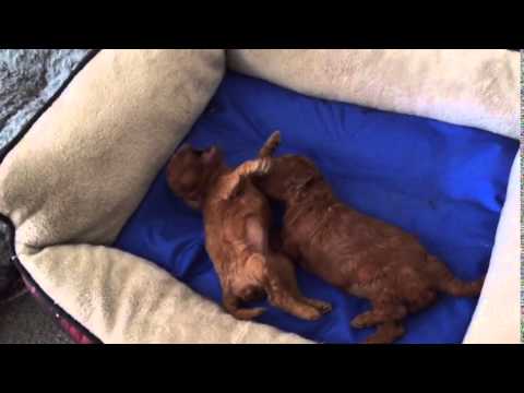 Yawns Are Contagious/ Cutest Puppies Ever!