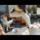 You are NOT GOING TO BELIVE your OWN EYES - FUNNY  animal compilation