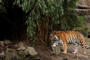 Zoo Duisburg Animals Playing Tigerbaby Canon Eos 600 D