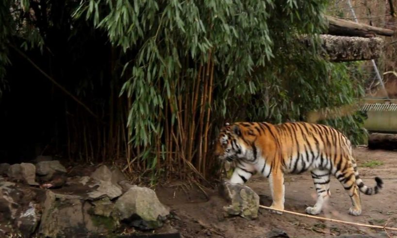 Zoo Duisburg Animals Playing Tigerbaby Canon Eos 600 D