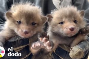 Zorritos adorables encuentran a su mamá | El Dodo