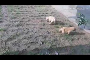 cute labrador retriever puppies playing