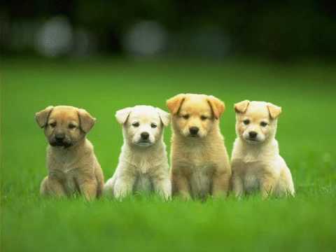 cute puppies-who let the dogs out