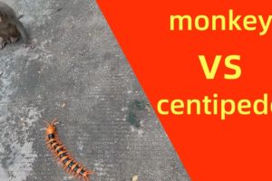monkey vs centipede videos  | funny  animal fights videos