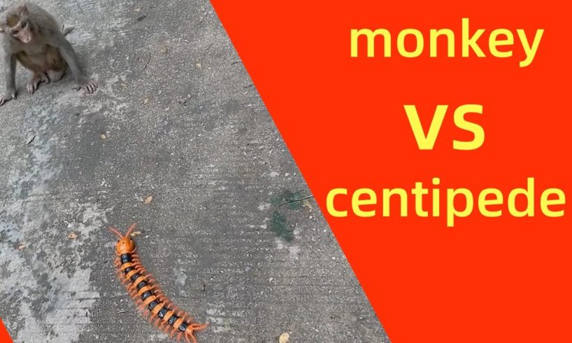 monkey vs centipede videos  | funny  animal fights videos