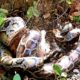 primitive man save rabbit from python - amazing wild animal attacks - animal fights caught on camera