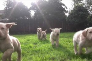 "Chariots of Puppies" (Labrador puppies in slow motion)