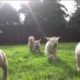 "Chariots of Puppies" (Labrador puppies in slow motion)