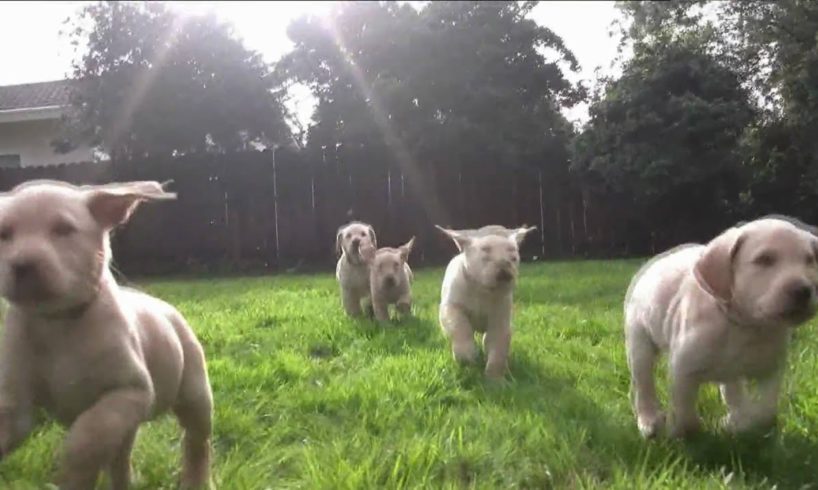 "Chariots of Puppies" (Labrador puppies in slow motion)