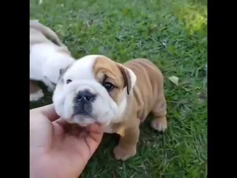the cutest puppies you will ever see!