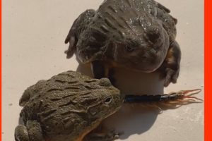 toad eat centipedes video |  funny  animal fights videos