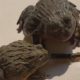 toad eat centipedes video |  funny  animal fights videos