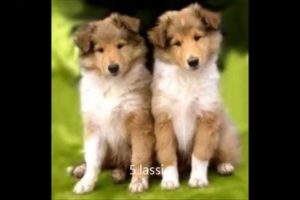 top 10 cutest puppies ever alive