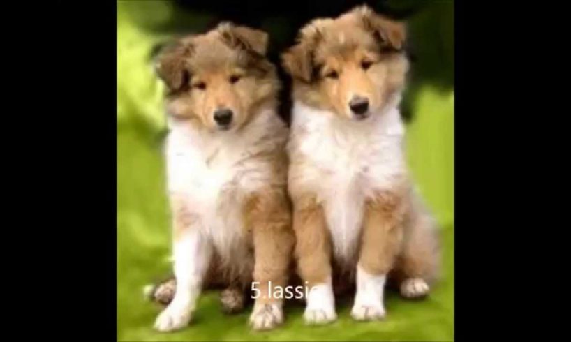 top 10 cutest puppies ever alive