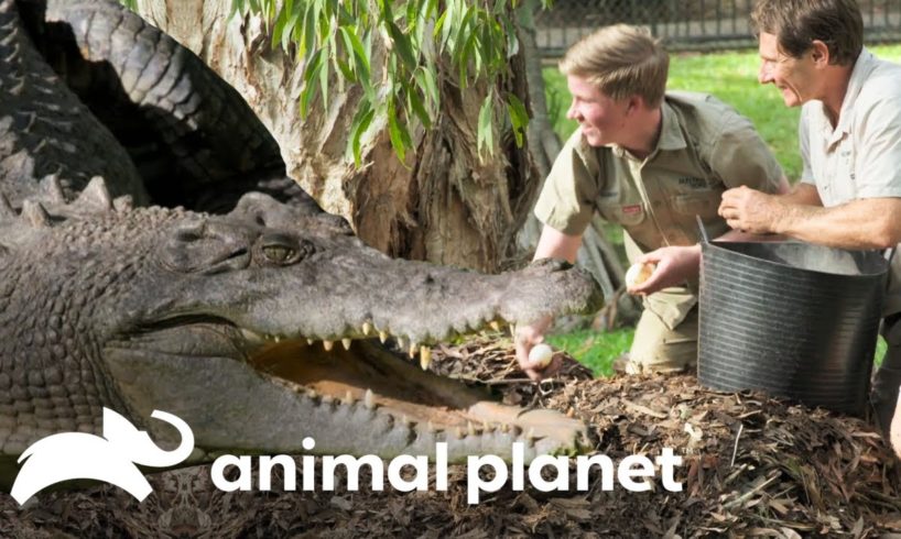 ¡Robert roba el nido del cocodrilo! | Los Irwin | Animal Planet