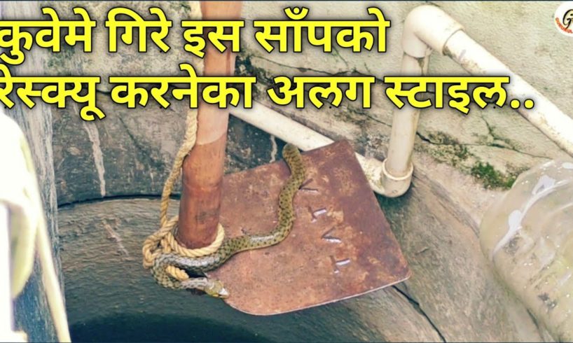देखिये साँप रेस्क्यू करनेका यह अलग स्टाइल.. Checkered keelback rescued from well