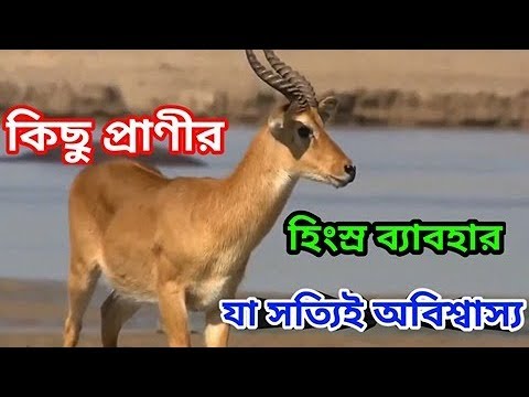 কুমির ও হরিণ, animal fights compilation Amazing Animals and Insects | পশু পাখির অদ্ভূত আচরণ |