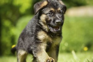 ♥Cute German Shepherd (GSD) Puppy ★ Puppy Barking ★ Funny Puppies ★ Cute Puppies 2019 ♥