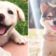 ♥Cute Puppies Doing Funny Things 2019♥ #13  Cutest Dogs