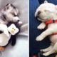 ♥Cute Puppies Doing Funny Things 2019♥ #14  Cutest Dogs