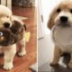 ♥Cute Puppies Doing Funny Things 2019♥ #15 Cutest Dogs