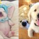 ♥Cute Puppies Doing Funny Things 2019♥ Cutest Dogs #1