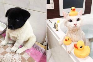 ♥Cute Puppies and Kittens Doing Funny Things 2019♥ #2 Cutest Animals