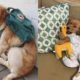 ♥Cutest Dogs Doing Funny Things 2019♥ #1 Cute Puppies