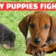 ♥Funny Puppies Fight ★ Cute Puppies Doing Funny Thing Funny ★ Puppy Videos ★ Funny Dogs Videos♥
