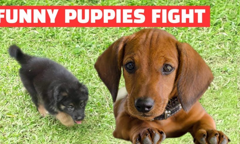 ♥Funny Puppies Fight ★ Cute Puppies Doing Funny Thing Funny ★ Puppy Videos ★ Funny Dogs Videos♥